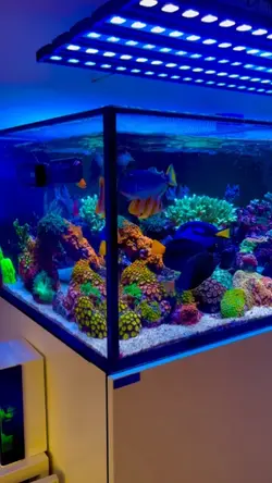 beautiful fish
