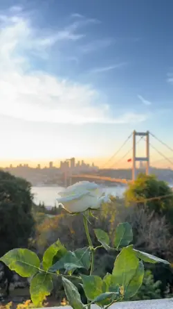 kurşuni renkler