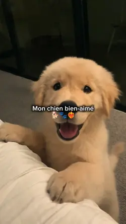 Mon chien bien-aimé
