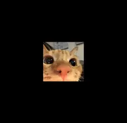 Cats!