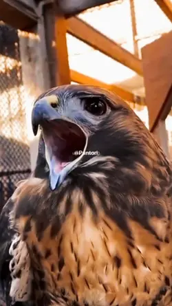 Eagle Trend Puntori 