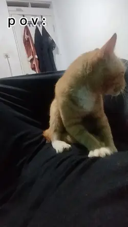 kucing lucu core