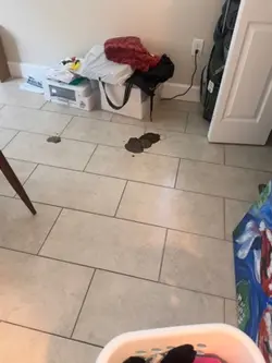 Doggy cleanup 