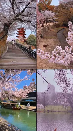 Sakura | Spring