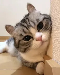 sound kucing lucu