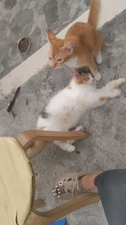 Suara rxking