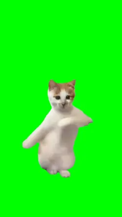 Cat Dancing Meme