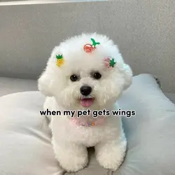 Ai my pet can flying