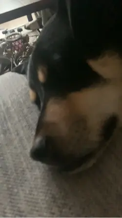 Buddy 