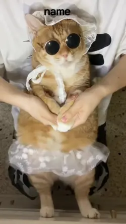 고양이 댄스