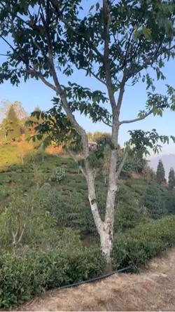 Nepali song