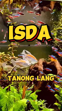 ISDA