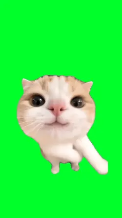 Dance cat
