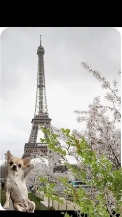 Ton chien danse à P.