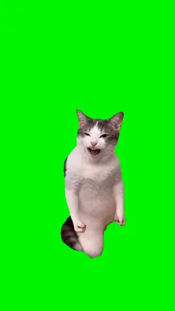 cat waaaaaaaa