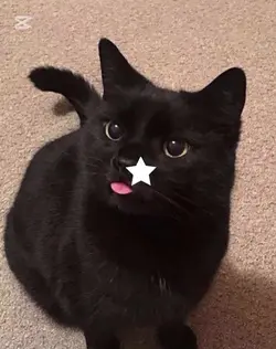 black kittyyss!