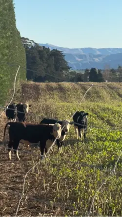 Dairy Farm