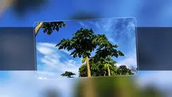 Vidio anda