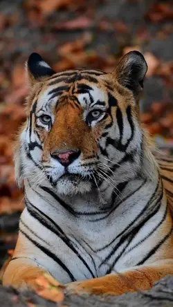 Tigerface
