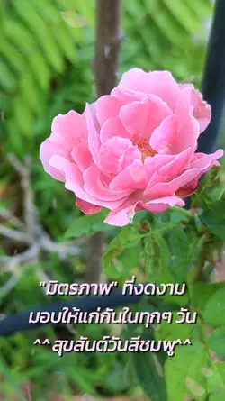 สุขสันต์วันสีชมพู
