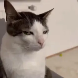 mentahan kucing 