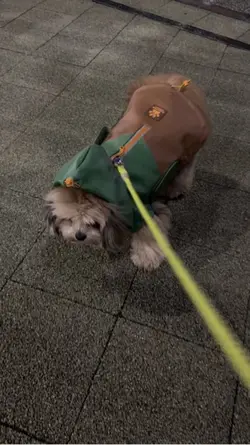 犬ファッション