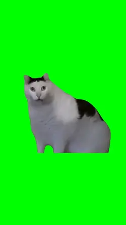 Huh Cat Meme