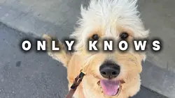 Dogo Appreciatio
