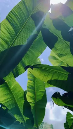 klip cinematic 