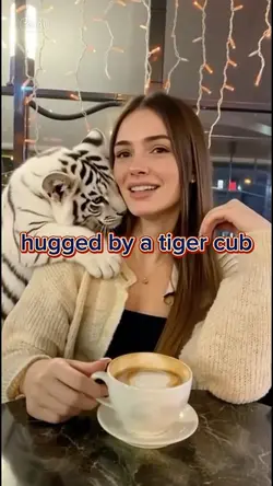 hug tiger AI