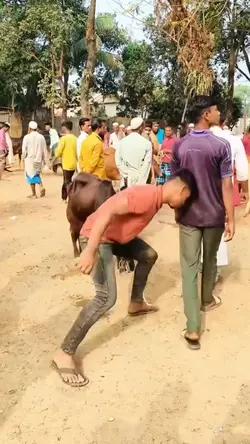 Bukan sapi yg galak