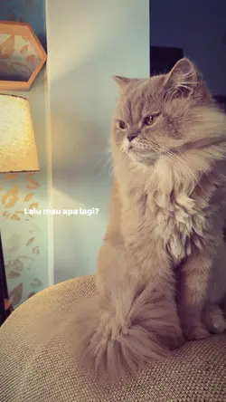 Ku Tak Bisa