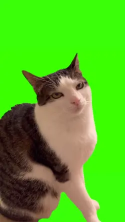 angry cat meme