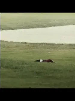 Happy Gilmore 2