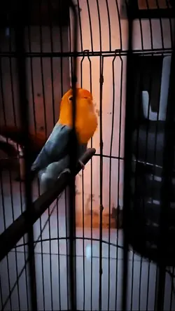 lovebird fighter