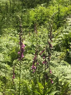 Hiking summer