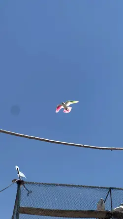 Try my pigeons slomo