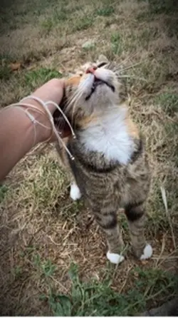 les animaux