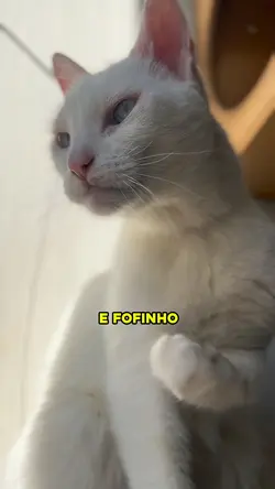 Banho de gato