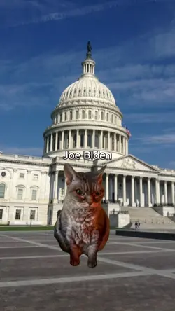 meme kucing