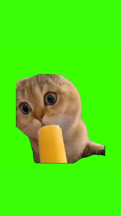 kucing makan eskrim