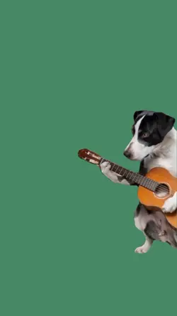 dog playing  guitar