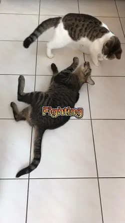 Fighting