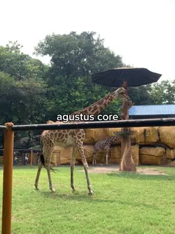 agustus core