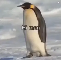 Pinguin attack!