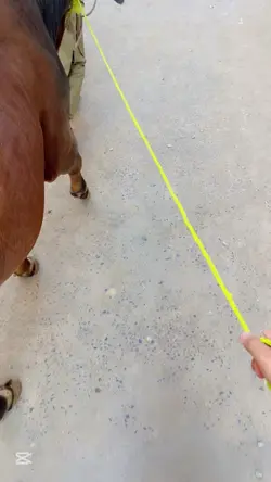 cow video timplate 
