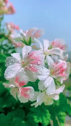 4 video aesthetic 
