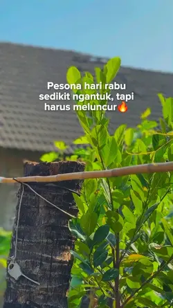 pesona hari rabu