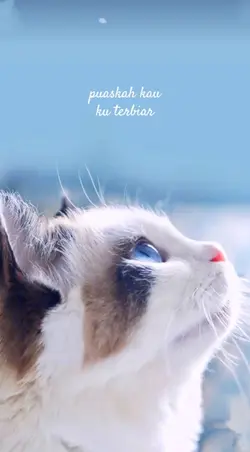 video cantik