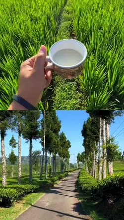 Layout 2 video